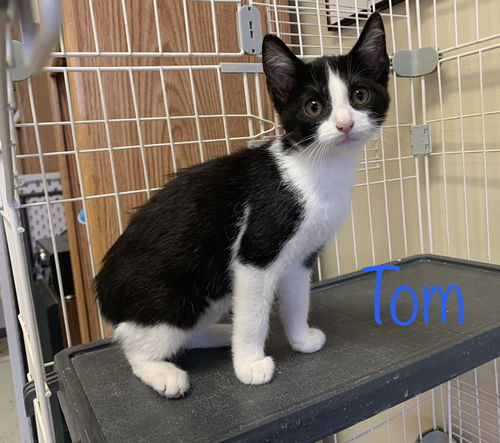 Tom