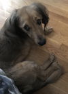 Tyson