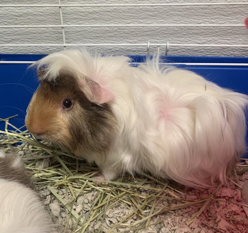 Honey pig