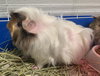 Honey pig