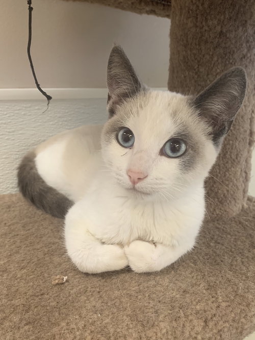 Fluffy