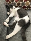 Flynn