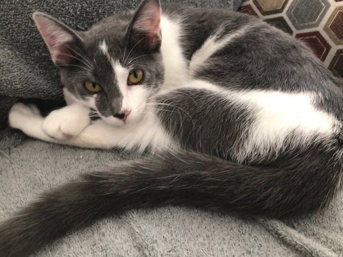 Flynn