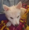 Balto