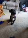 Buddy