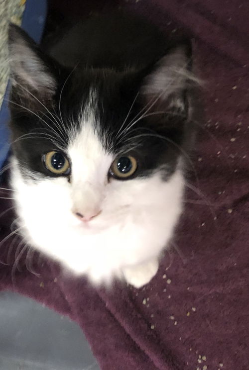 Tux