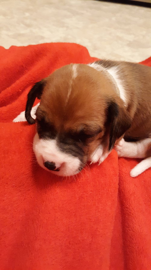 Buster