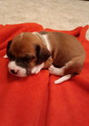 Buster