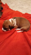 Buster