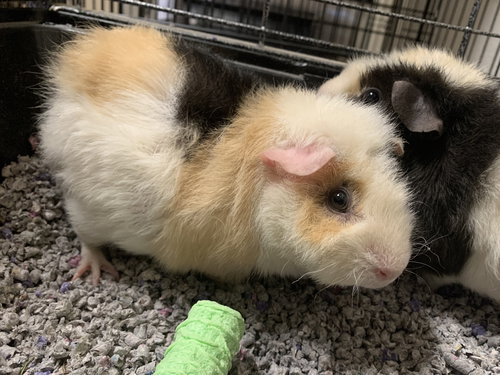 Minnie & Winnie