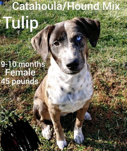 Tulip