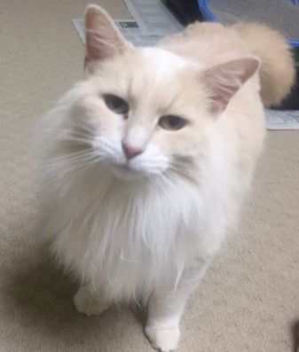 Taffye