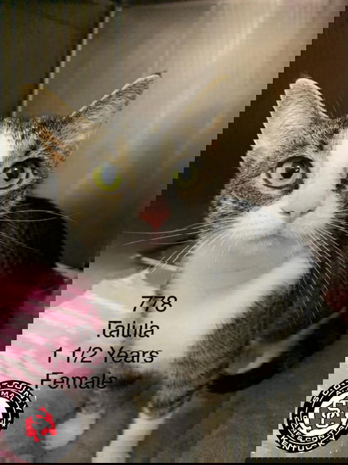 Talula