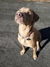 Cooper