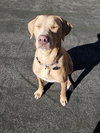 Cooper