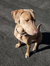 Cooper