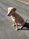 Cooper