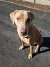 Cooper