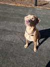 Cooper