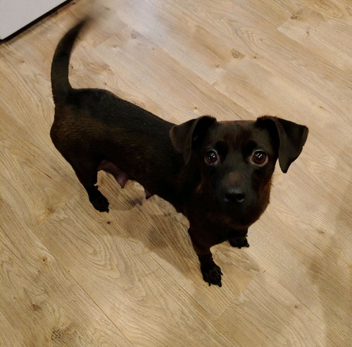 Mocha