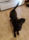 Mocha