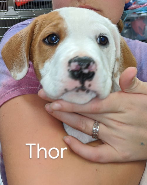 Thor