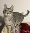 Silverbelle