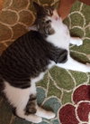 Arlo