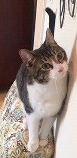 Arlo