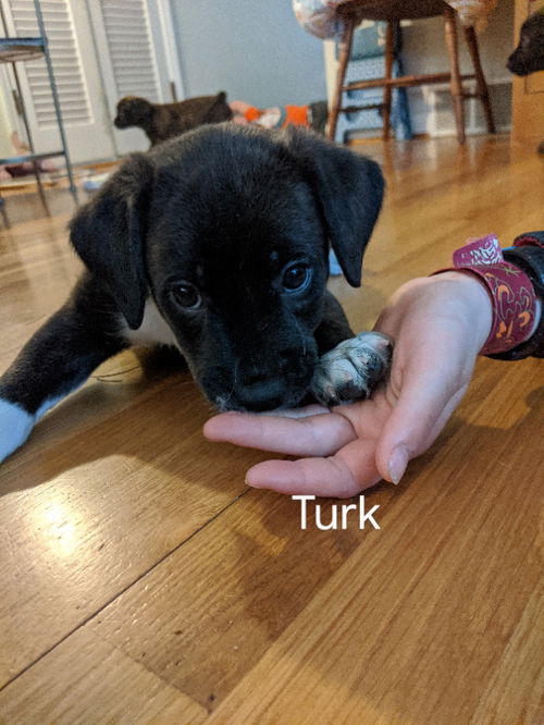 Turk