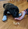 Turk