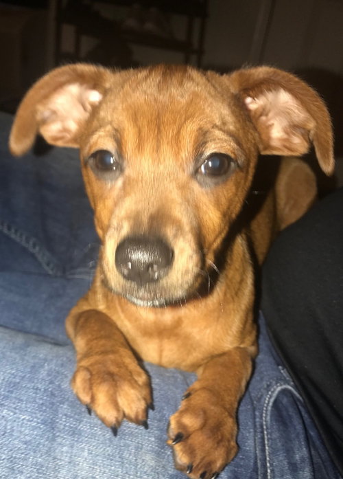 Stella