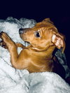 Stella