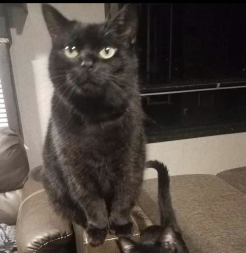 Toothless