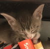 Teensy
