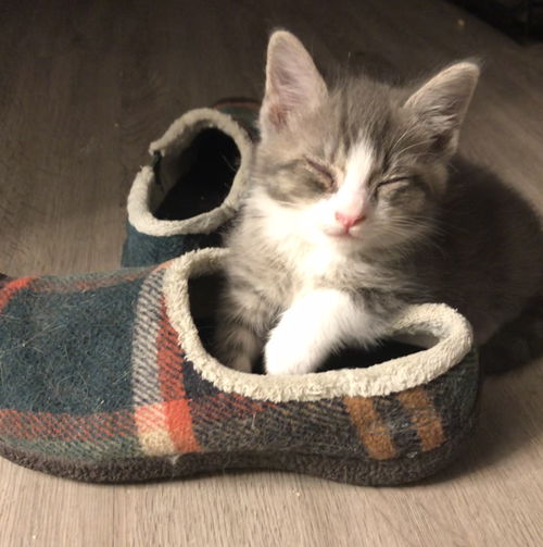 Triscuit