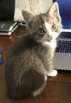 Triscuit