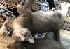 Triscuit