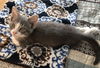 Triscuit