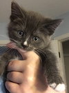 Smudge