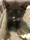 Smudge