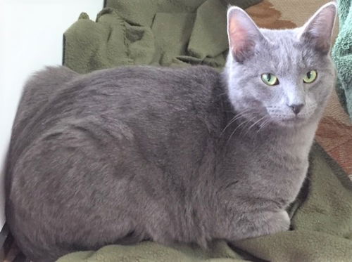 Oscar