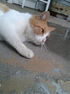 Buddy