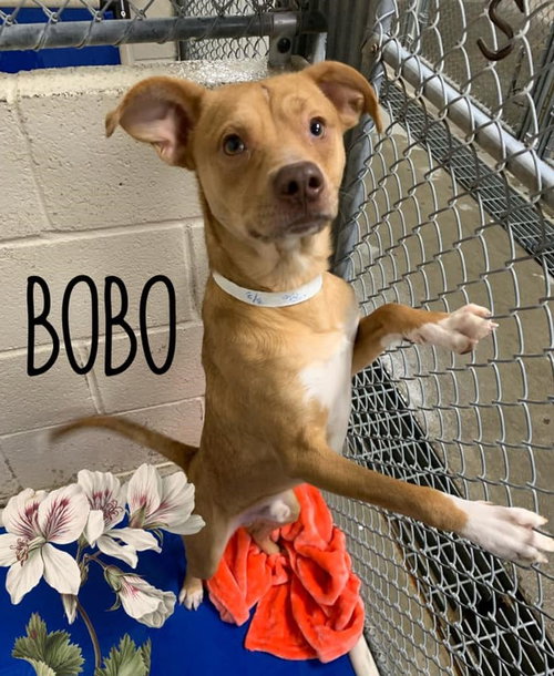 BoBo