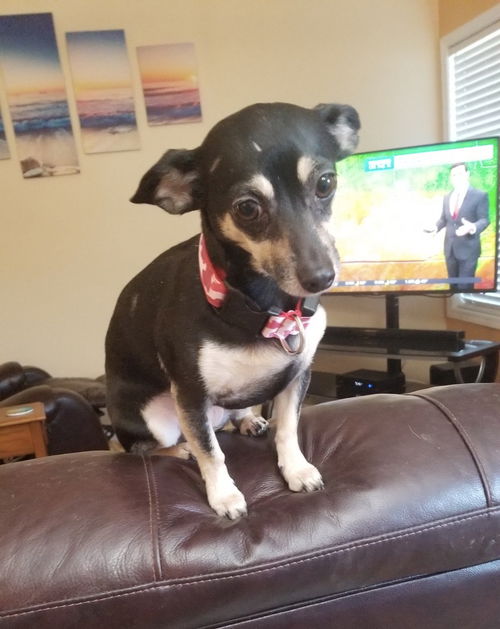 Zena