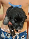 Legacy Pup Worthy