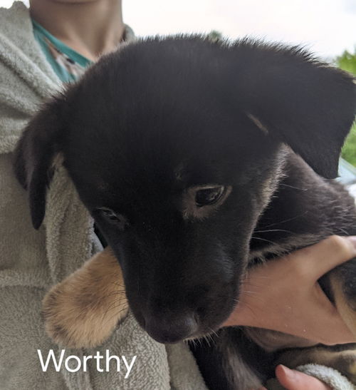 Legacy Pup Worthy
