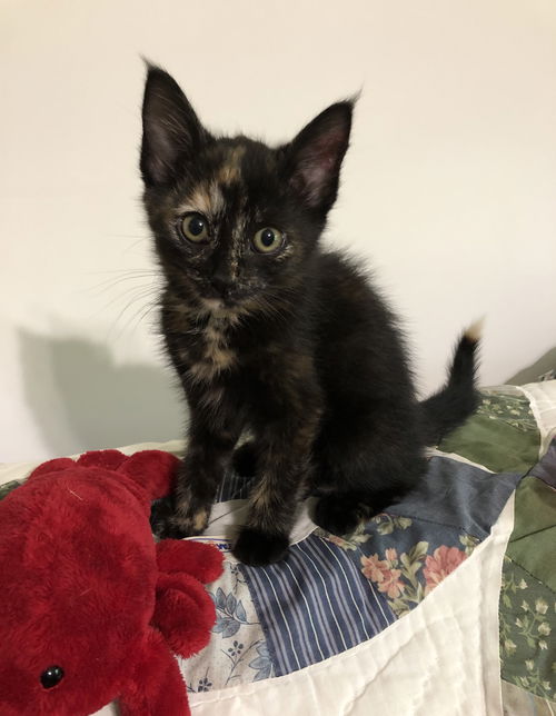 Savannah