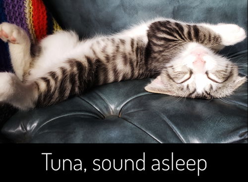 Tuna