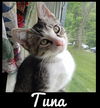 Tuna